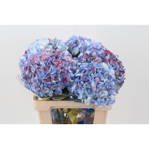 Hydr Antique Lavendel Select