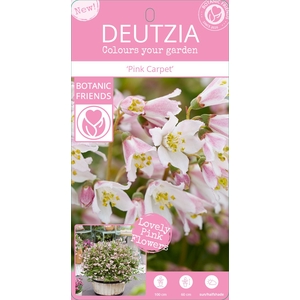 Deutzia Million Stars® 'Pink Carpet' (PBR) C3