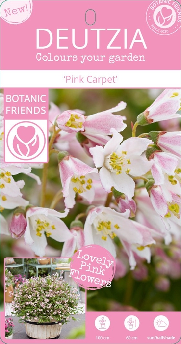 <h4>Deutzia Million Stars® 'Pink Carpet' (PBR) C3</h4>