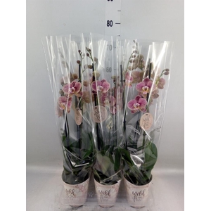 Phalaenopsis   ...