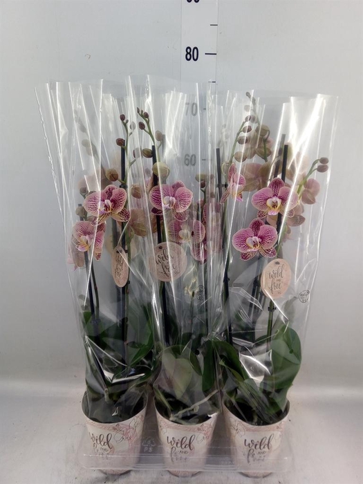 <h4>Phalaenopsis   ...</h4>