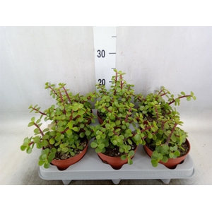 Portulacaria afra