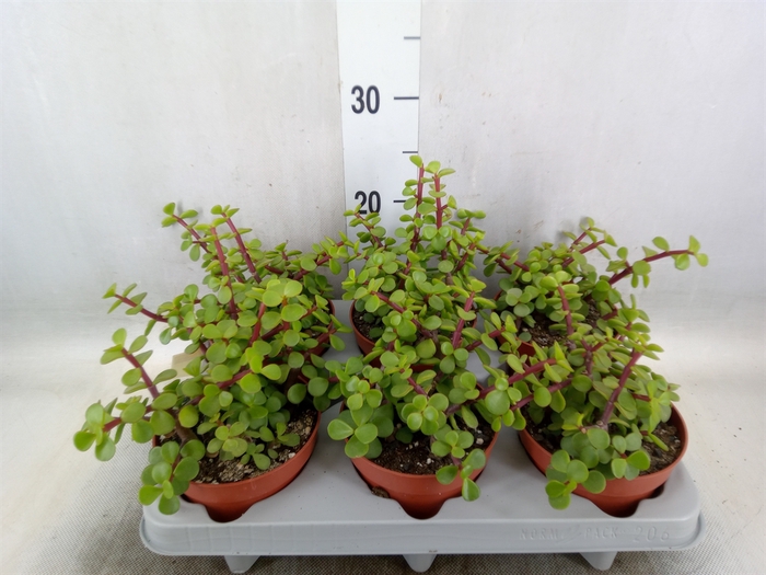 <h4>Portulacaria afra</h4>