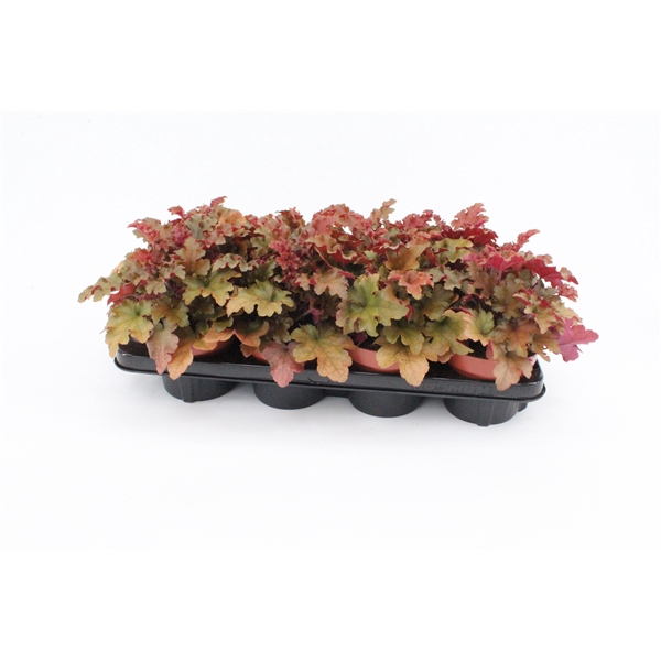 <h4>Heuchera Creme Brulee</h4>
