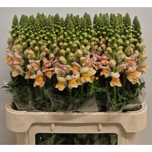 Antir Avig Apricot