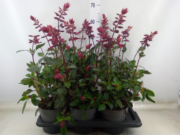 <h4>Salvia   ...</h4>
