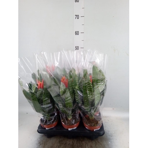 Aechmea   ...