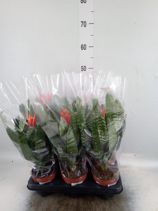 <h4>Aechmea   ...</h4>