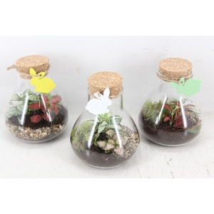arr3 WR - Terrarium Erlenmeyer x5 easter