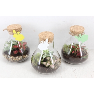 arr3 WR - Terrarium Erlenmeyer x5 easter