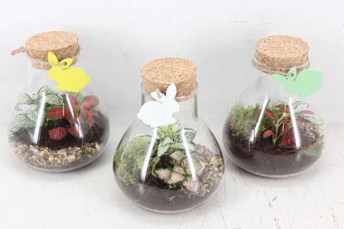 <h4>arr3 WR - Terrarium Erlenmeyer x5 easter</h4>