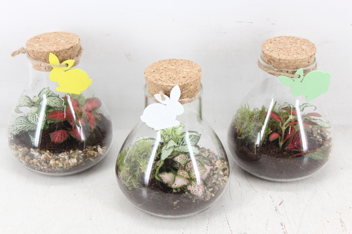 <h4>arr3 WR - Terrarium Erlenmeyer x5 easter</h4>