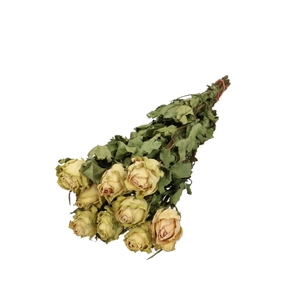 Dried flowers Rose 40cm x10