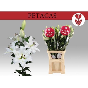 LI OT PETACAS