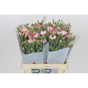 Dianthus Sp Symply Snow