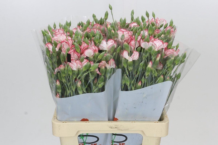 <h4>Dianthus Sp Symply Snow</h4>