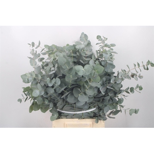 Euc Cinerea Per Bunch 150 Gram S U P E R
