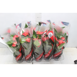 ANTHURIUM ESUDO P12