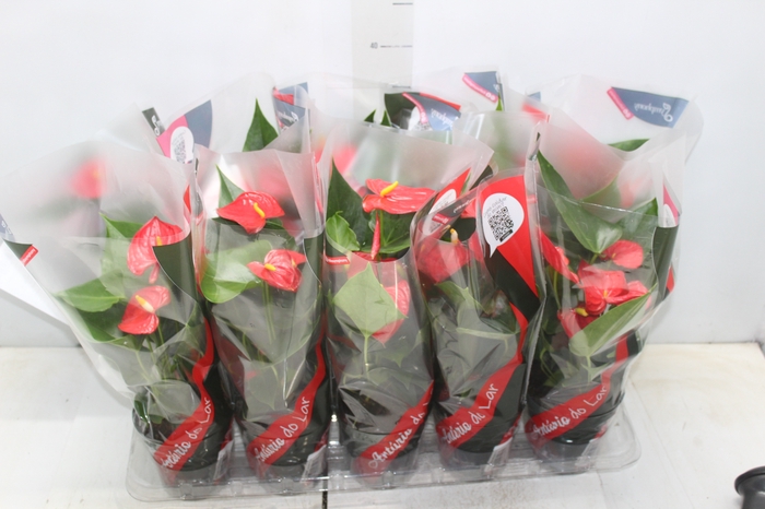 <h4>ANTHURIUM ESUDO P12</h4>