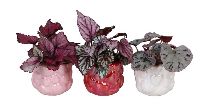 BEGONIA MIX P6 L 66716