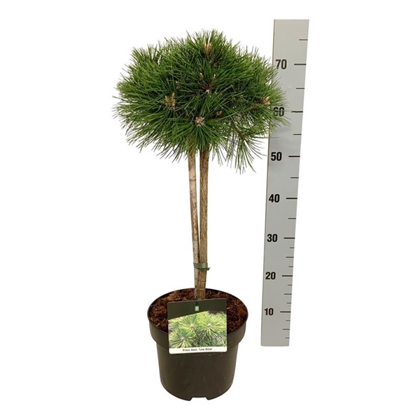 <h4>Pinus dens. 'Low Glow'</h4>