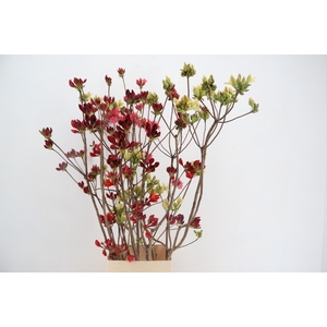 RHODO. MIXED 140CM