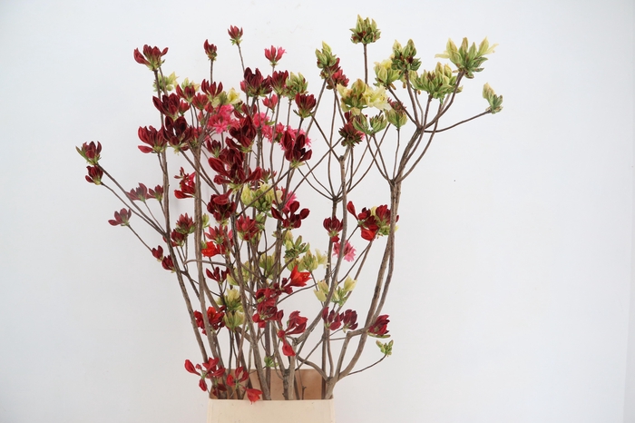 <h4>RHODO. MIXED 140CM</h4>