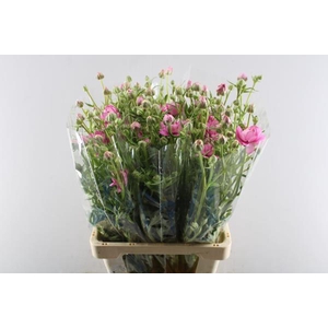 Ranunculus Moderna Dolce