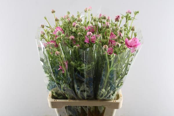 <h4>Ranunculus Moderna Dolce</h4>