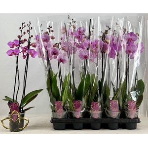 PHAL OV ROZE