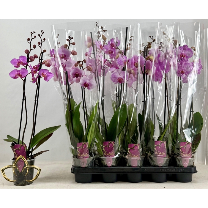 <h4>PHAL OV ROZE</h4>