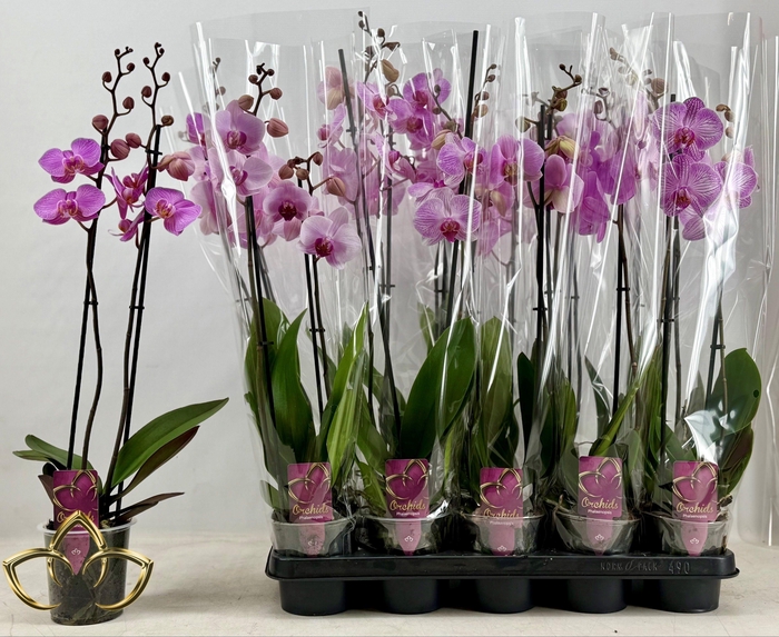 PHAL OV ROZE