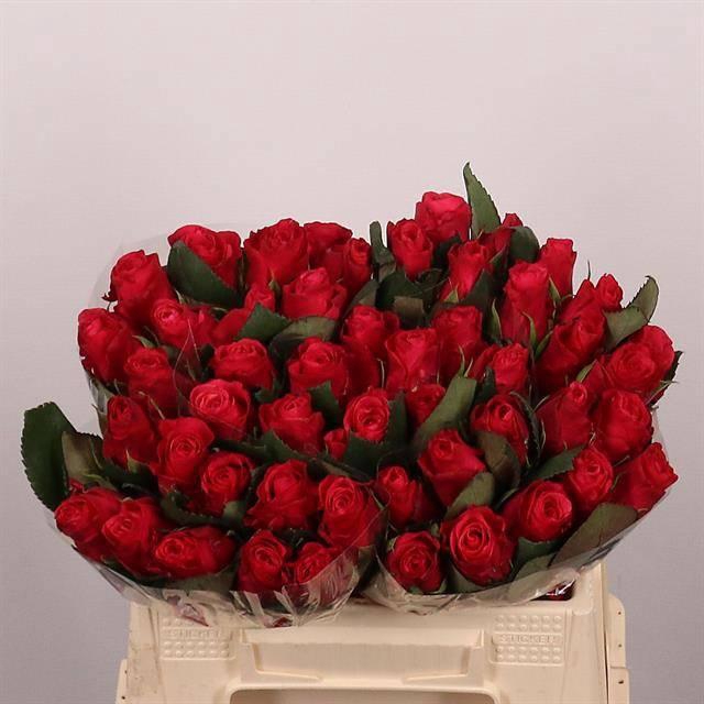 <h4>R GR TACAZZI+</h4>