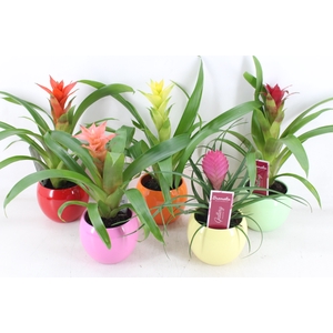 arr3 ZS - Bromelia bolpot mix