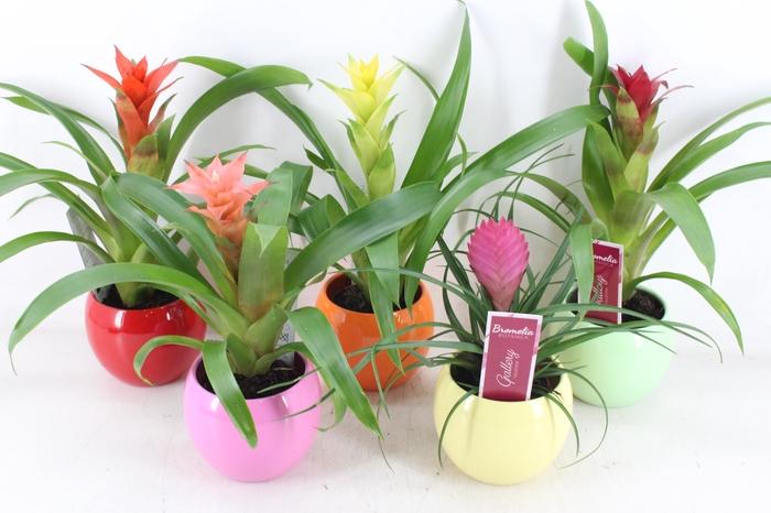 <h4>arr3 ZS - Bromelia bolpot mix</h4>