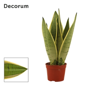 Sansevieria White Snow 9 cm (Decorum)