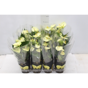 ANTHURIUM VANILLA P09 PREMIUM