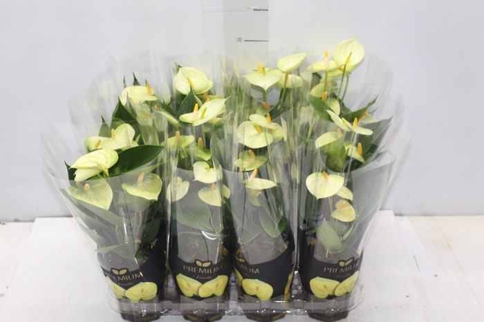<h4>ANTHURIUM VANILLA P09 PREMIUM</h4>