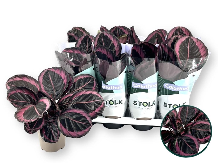 <h4>CALAT ROSEO SURPSTAR</h4>