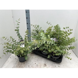 EUCAL CINEREA