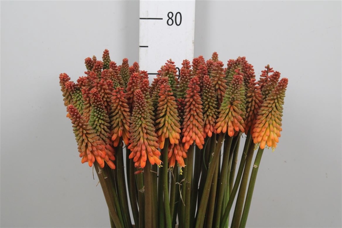 Kniphofia Alcazar