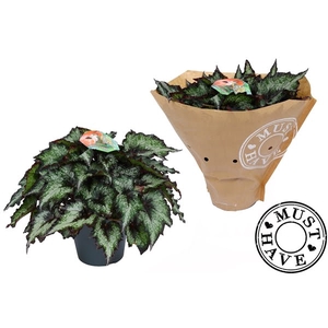 Bladbegonia Rex Green Valley Must Have