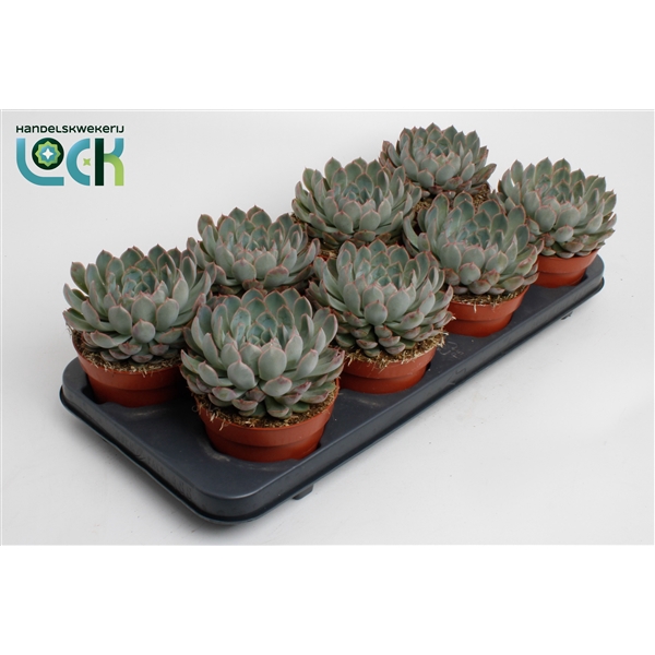 <h4>Echeveria Pelisuda</h4>