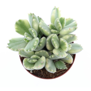 Cotyledon tome. ladys.
