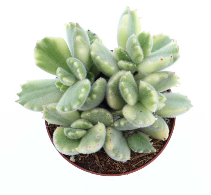 <h4>Cotyledon tome. ladys.</h4>