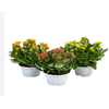 KALANCHOE DOBRADO C21