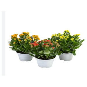 KALANCHOE DOBRADO C21