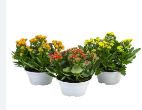 <h4>KALANCHOE DOBRADO C21</h4>