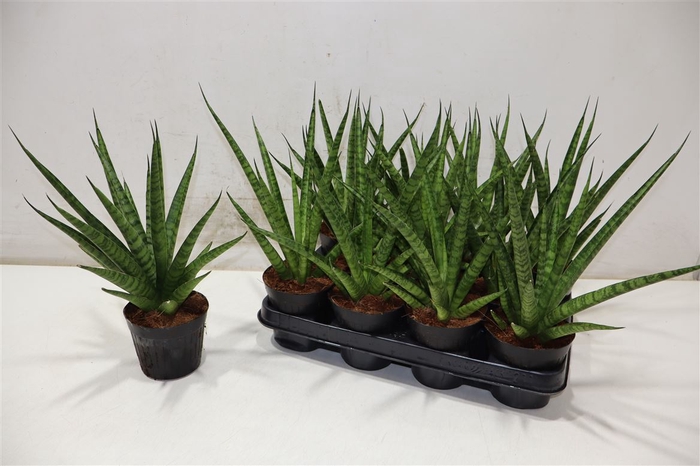 <h4>Sansev Trifascia Ov</h4>