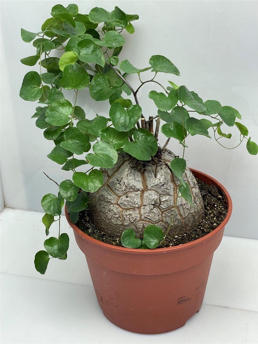 <h4>Dioscorea elephantipes</h4>